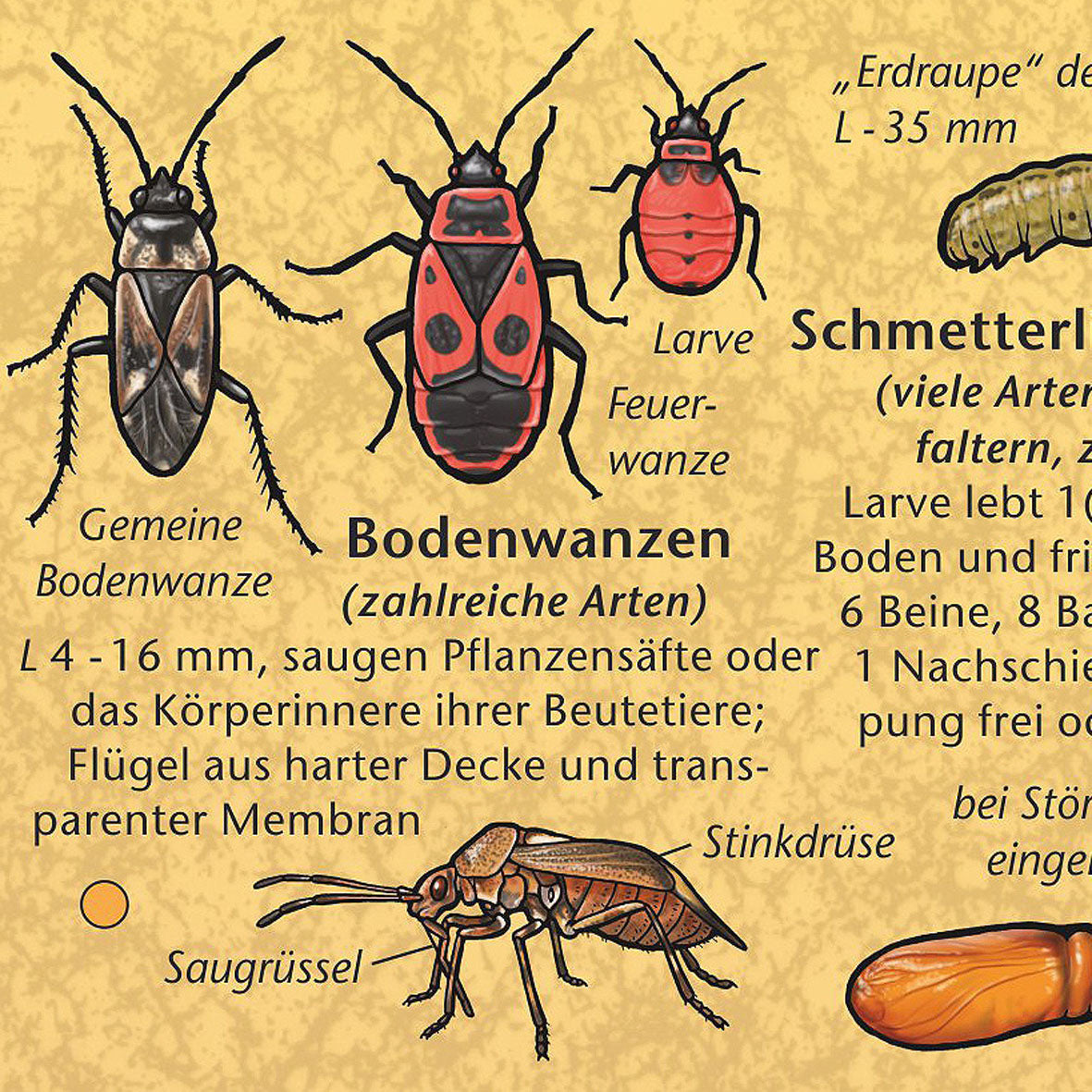 Bestimmungshilfe "Leben im Boden"