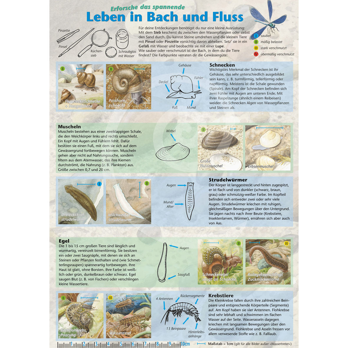 Bestimmungshilfe "Leben in Bach und Fluss"