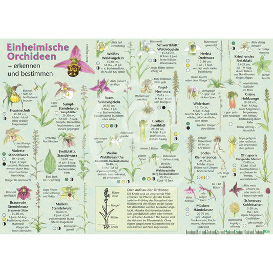 Bestimmungshilfe "Orchideen"