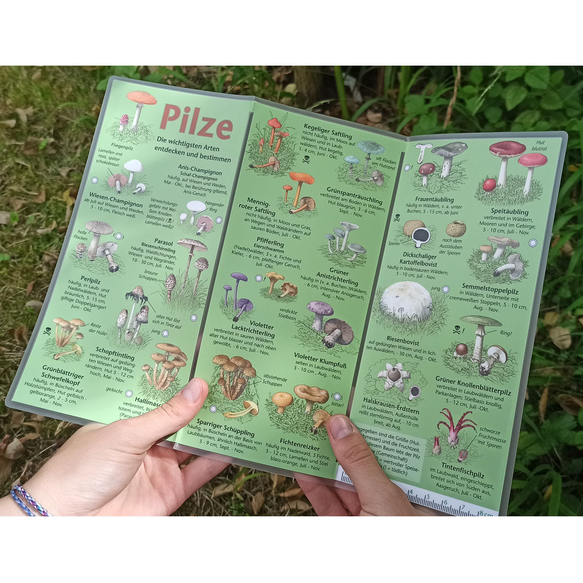 Bestimmungshilfe "Pilze"