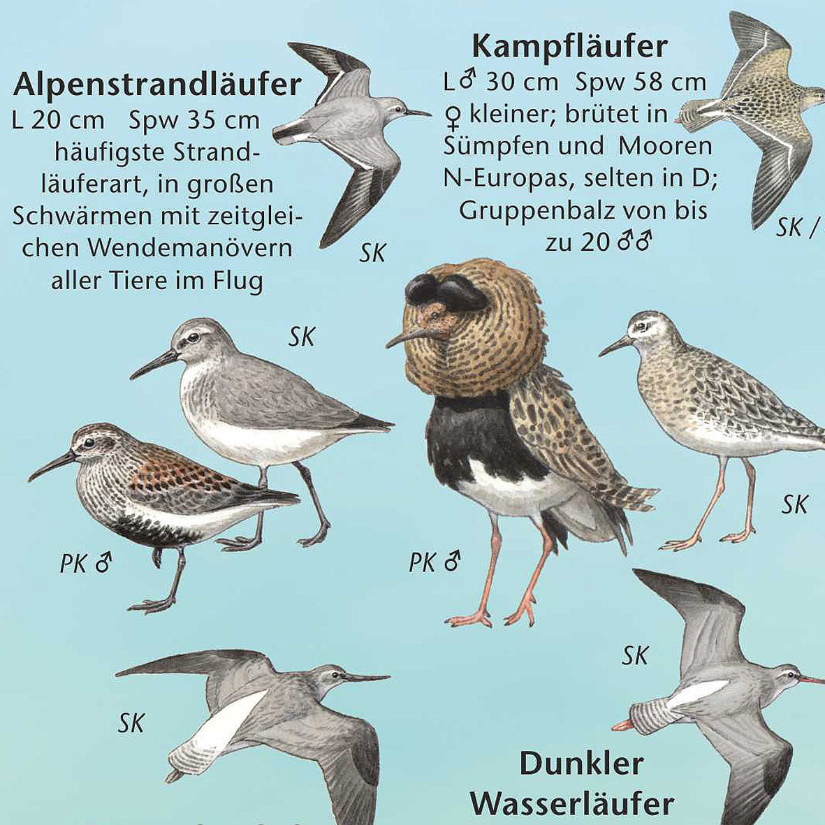 Bestimmungshilfe "Vogelwelt der Ostseeküste"