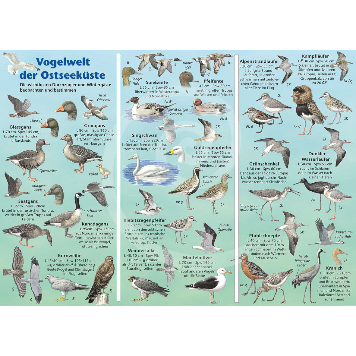 Bestimmungshilfe "Vogelwelt der Ostseeküste"