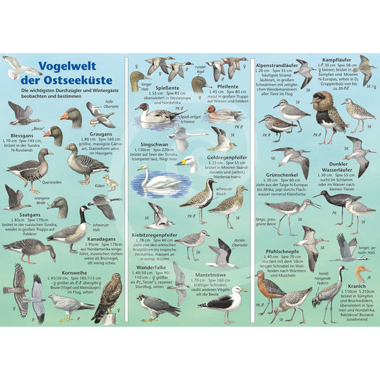 Bestimmungshilfe "Vogelwelt der Ostseeküste"