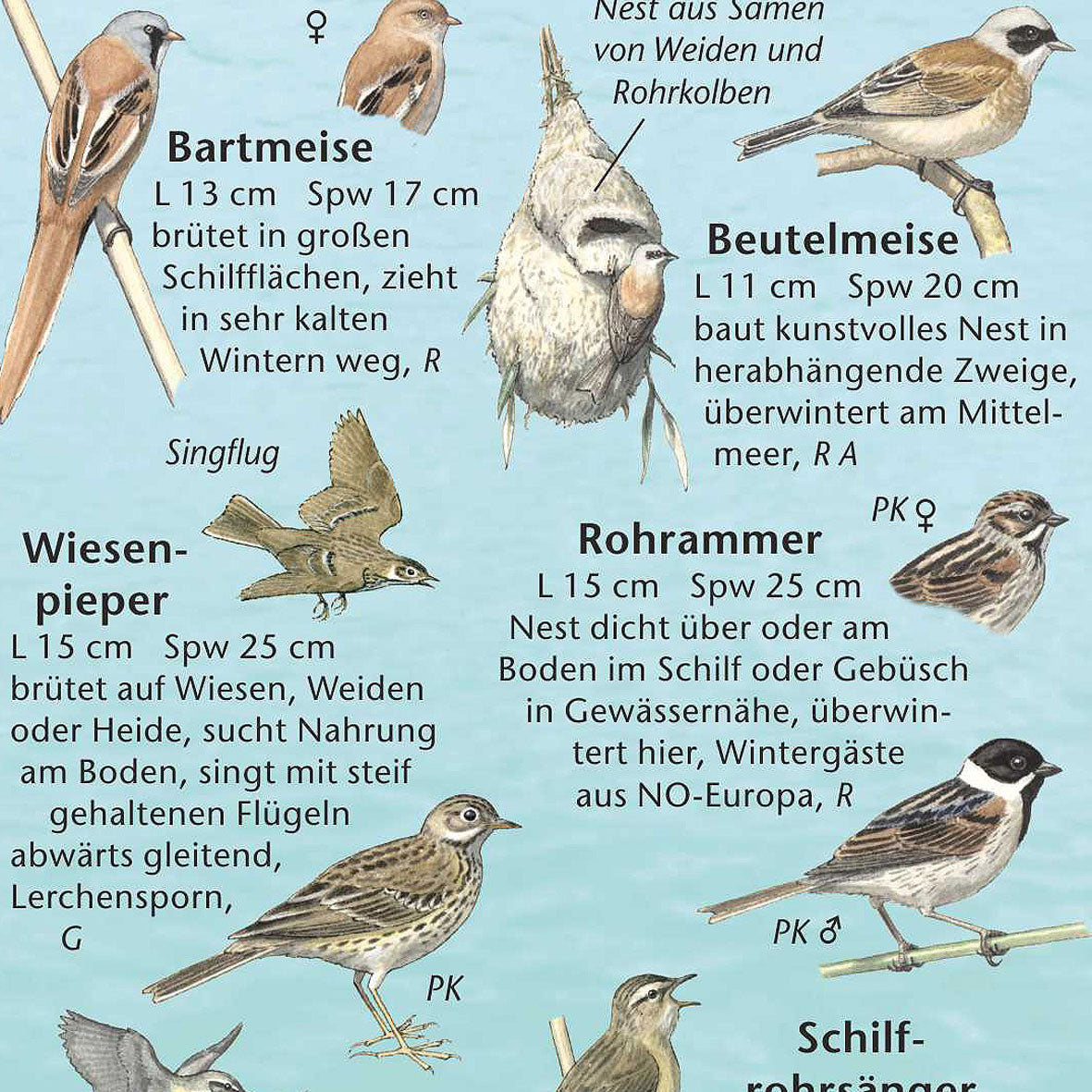 Bestimmungshilfe "Vogelwelt der Gewässer"