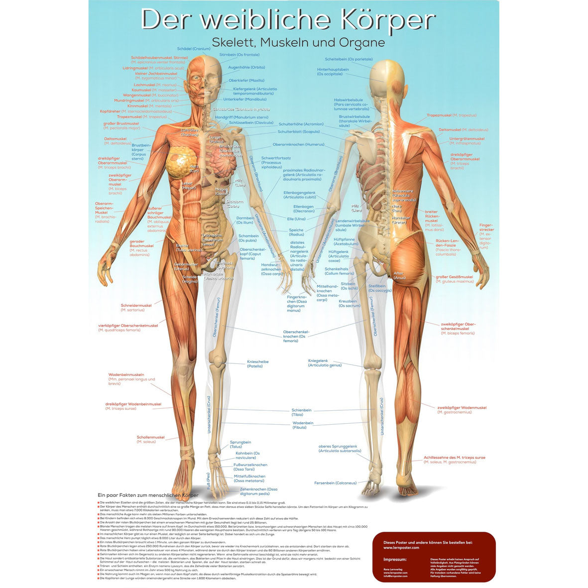 Lernposter "Der weibliche Körper"